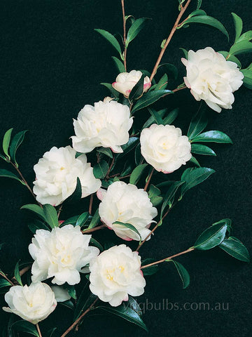 Camellia sasanqua 'Petite Little Liane'