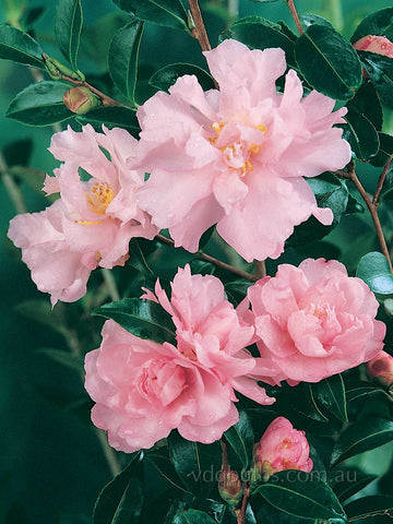 Camellia sasanqua 'Petite Pink'