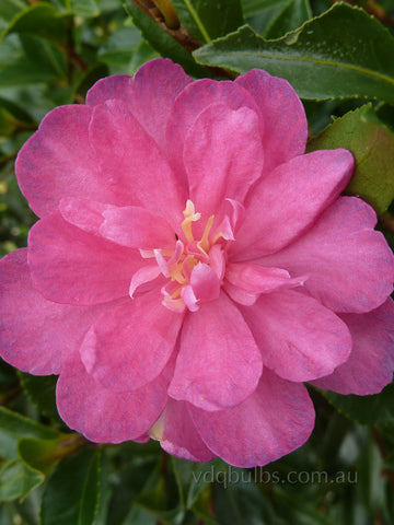 Camellia sasanqua 'Petite Ruby'