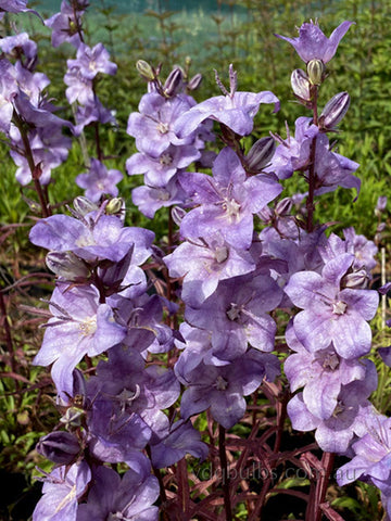 Campanula ‘Hidcote Amethyst’