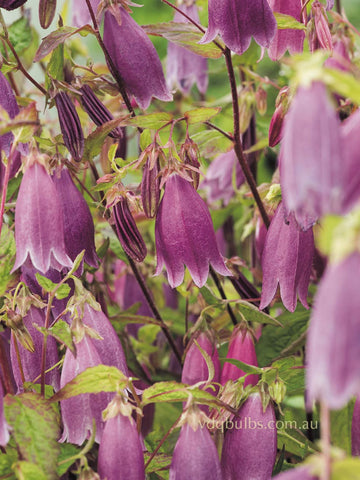 Campanula punctata rubiflora