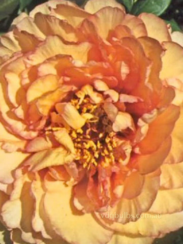 Canberra - Tree Peony