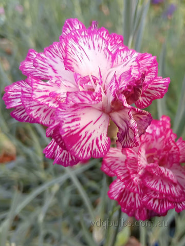 Candy Bell - Carnation
