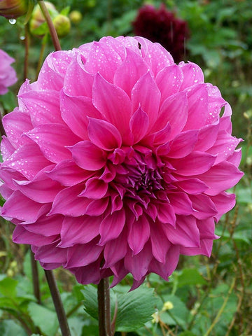 Candy - Dahlia