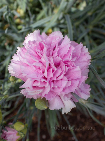 Candy Stripe - Carnation