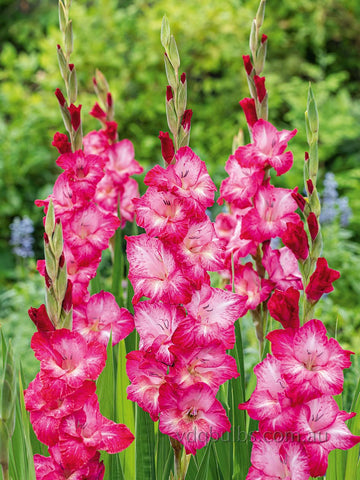 Cantate - Gladioli