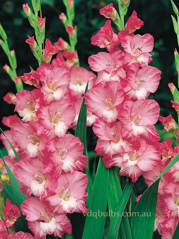 Cantate - Gladioli
