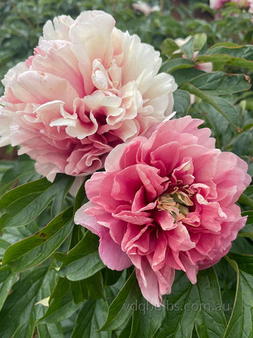 Caroline Constable - Itoh Peony