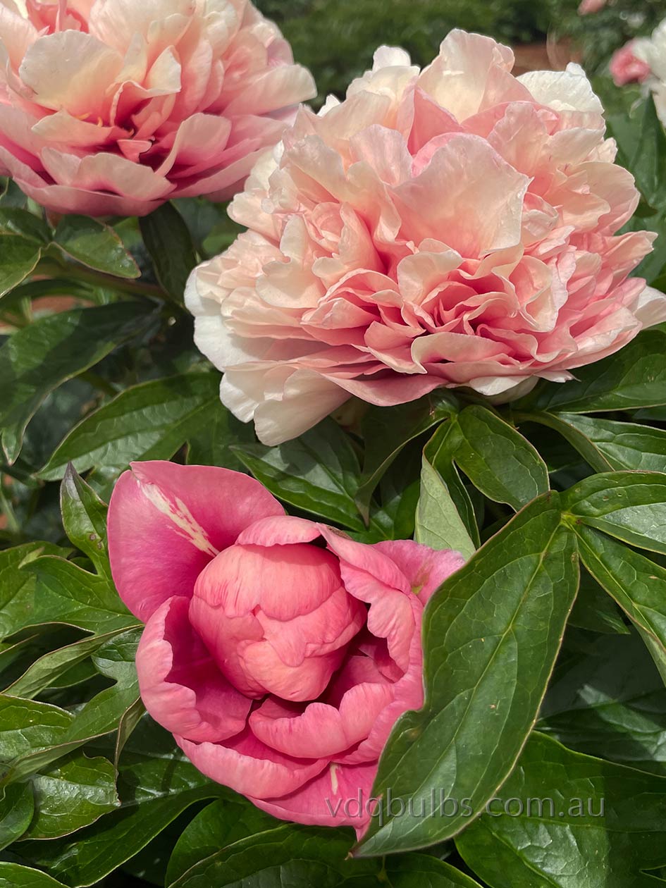 Caroline Constable - Itoh Peony | VDQ Bulbs