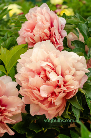 Caroline Constable - Itoh Peony