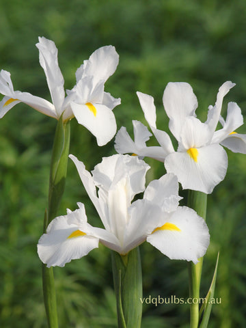 Casablanca - Dutch Iris