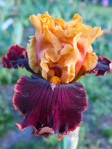 Cat Walk - Bearded Iris