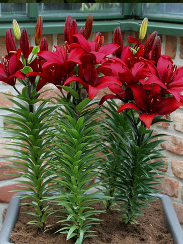 Cavoli - Lilium