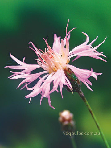 Centaurea Bella