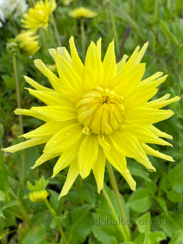 Cheverny - Dahlia