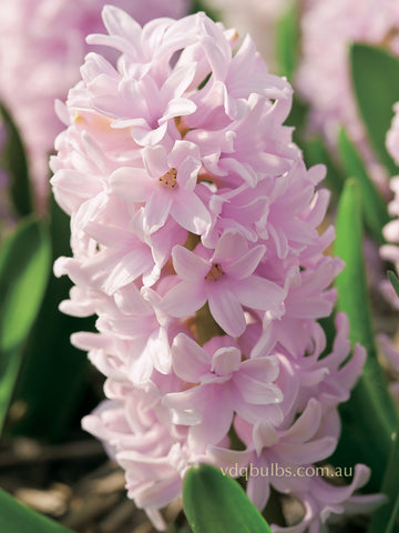 China Pink - Hyacinth