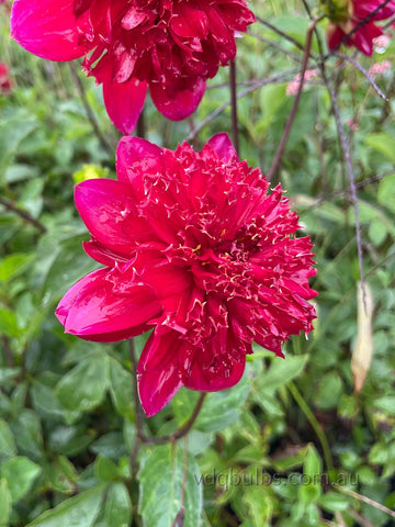 Christie Topnot - Dahlia