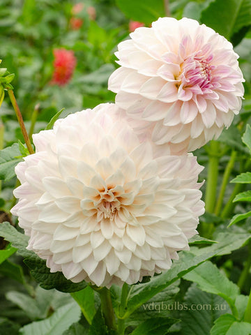 Cinderella - Dahlia