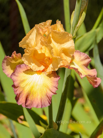 Cinque Terre - Bearded Iris