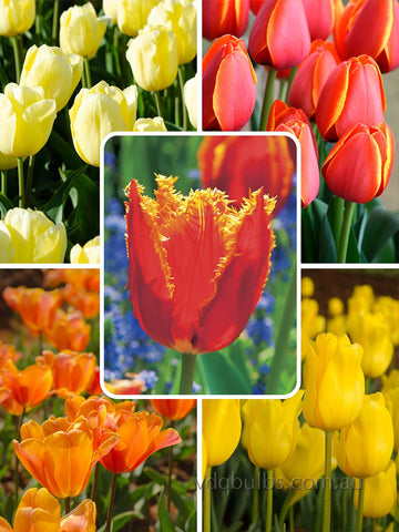 Citrus Burst Blend - Tulips