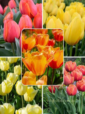 Citrus Burst Blend - Tulips