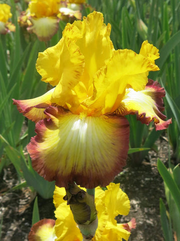 Clothed In Glory - Bearded Iris