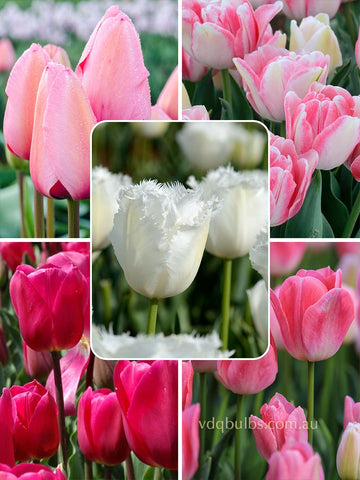 Coconut Ice Blend - Tulips