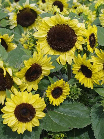 Compact Calypso Spray - Sunflower