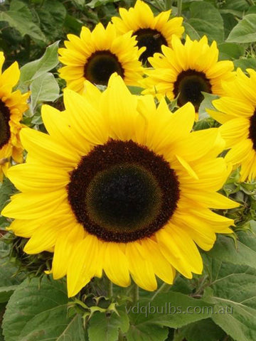 Compact Gold Spray - Sunflower