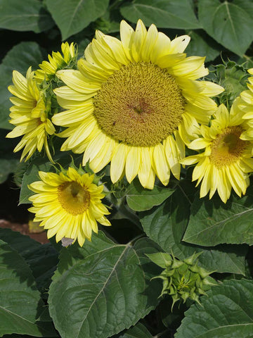 Compact Ice Spray - Sunflower