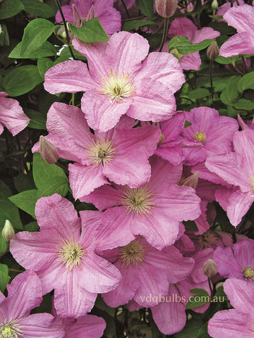 Comtesse de Bouchaud - Clematis