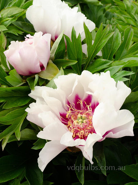 Cora Louise - Itoh Peony