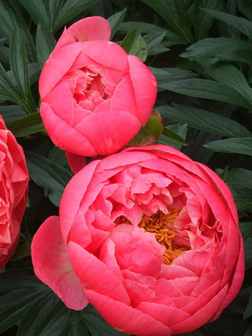 Coral Charm - Herbaceous Peony