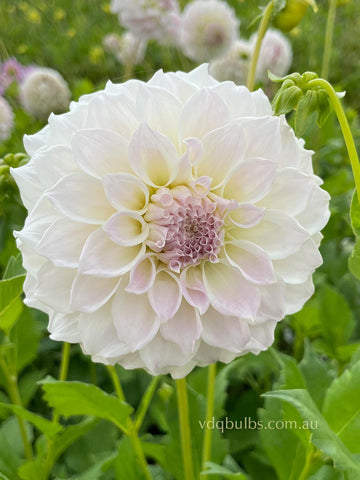 Cream Ball - Dahlia