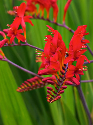 Crocosmia 'Lucifer'