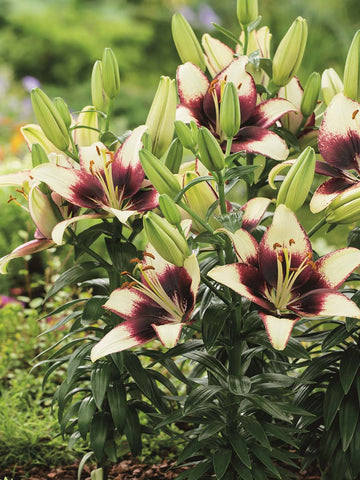 Curitiba - Tango Lilium