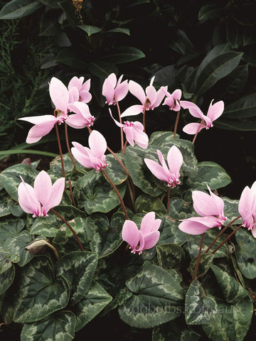 Cyclamen hederifolium