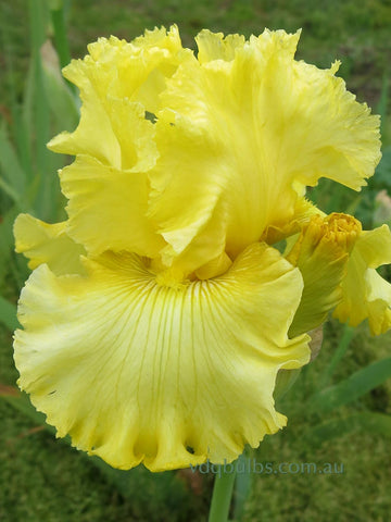 Dancing In Lemon - Bearded Iris