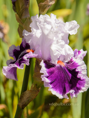 Daring Deception - Bearded Iris