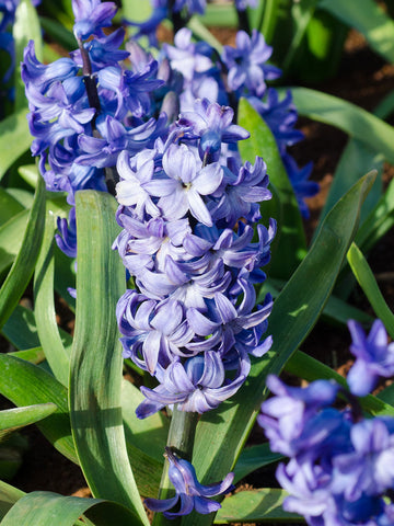 Delft Blue - Hyacinth