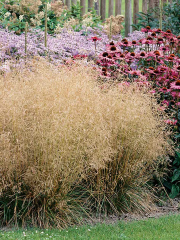 Deschampsia cespitosa