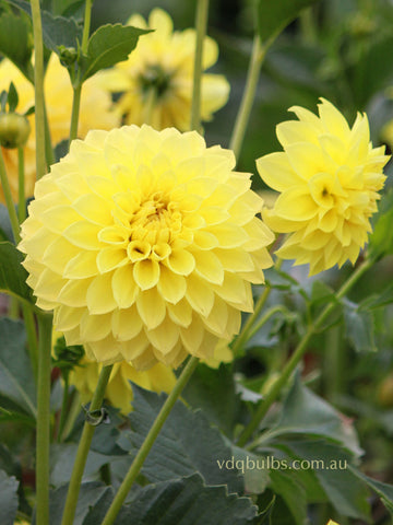 Devon Stargazer - Dahlia