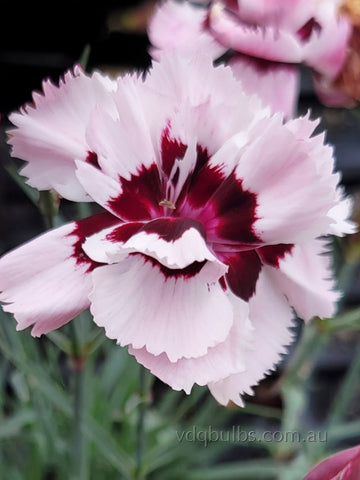 Dianthus 'Ice pink and Burgundy'