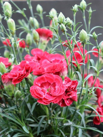 Dianthus 'Raspberry Double'