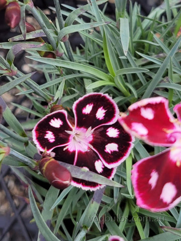 Dianthus 'Spotted Burgundy'