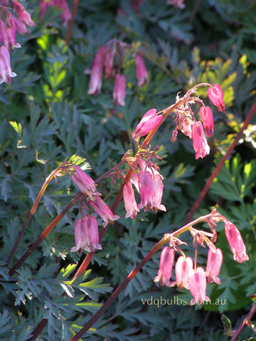 Dicentra 'Stuart Bootham'