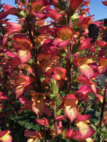 Digiplexis 'Falcon Fire'