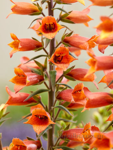 Digiplexis 'Firecracker'