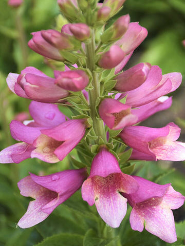 Digiplexis 'Flamingo'