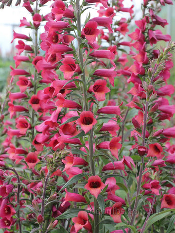 Digiplexis 'Illumination Raspberry'